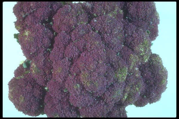 169083 Purple Cauliflower A4 Photo Print