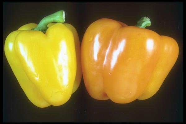 169084 Peppers In Sunshine A4 Photo Print