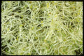 169085 Alfalfa Sprouts A4 Photo Print