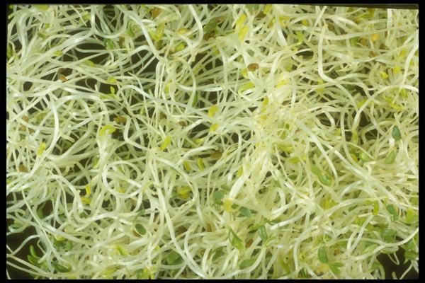 169085 Alfalfa Sprouts A4 Photo Print
