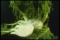 169086 Open Dill A4 Photo Print