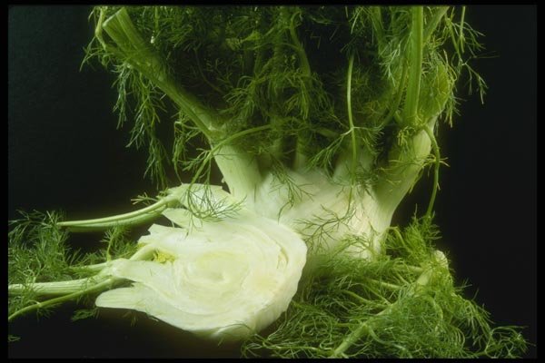 169086 Open Dill A4 Photo Print