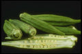 169089 Okra A4 Photo Print