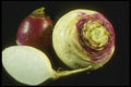 169090 Turnip Trio A4 Photo Print