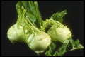 169093 Kohlrabi A4 Photo Print