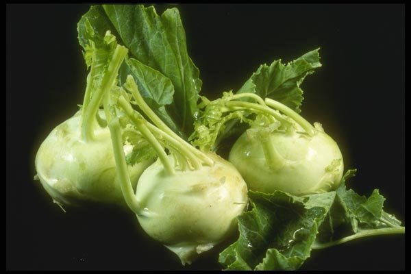 169093 Kohlrabi A4 Photo Print