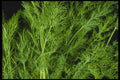 169094 Dill Leaves A4 Photo Print