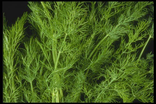 169094 Dill Leaves A4 Photo Print