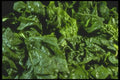 169095 Spinach A4 Photo Print
