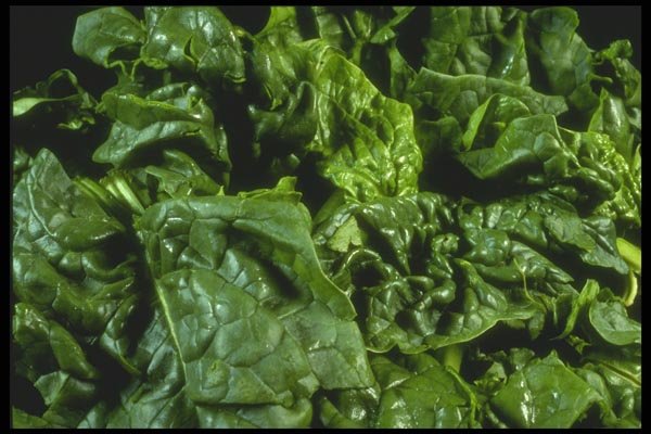169095 Spinach A4 Photo Print