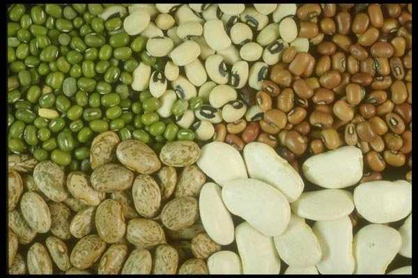 169097 Bean Soup A4 Photo Print