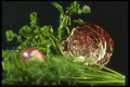 169099 Green And Wine A4 Photo Print