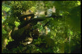 170008 Camouflage Training A4 Photo Print