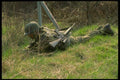 170075 Mine clearing, Croatia A4 Photo Print