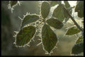 171000 Frosted Edges A4 Photo Print