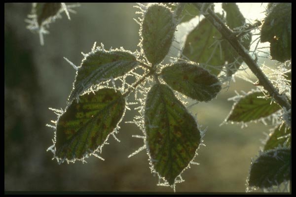 171000 Frosted Edges A4 Photo Print