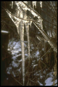 171002 Crystal Spears A4 Photo Print