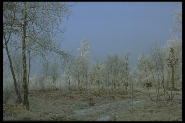 171006 Frosted Forest A4 Photo Print