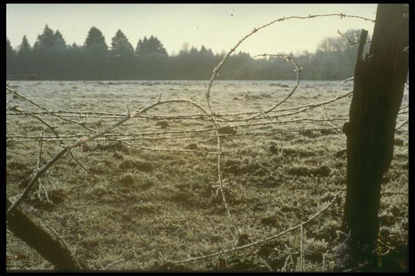 171008 Barbed Wire A4 Photo Print