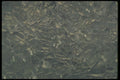 171009 Leaded Glass A4 Photo Print
