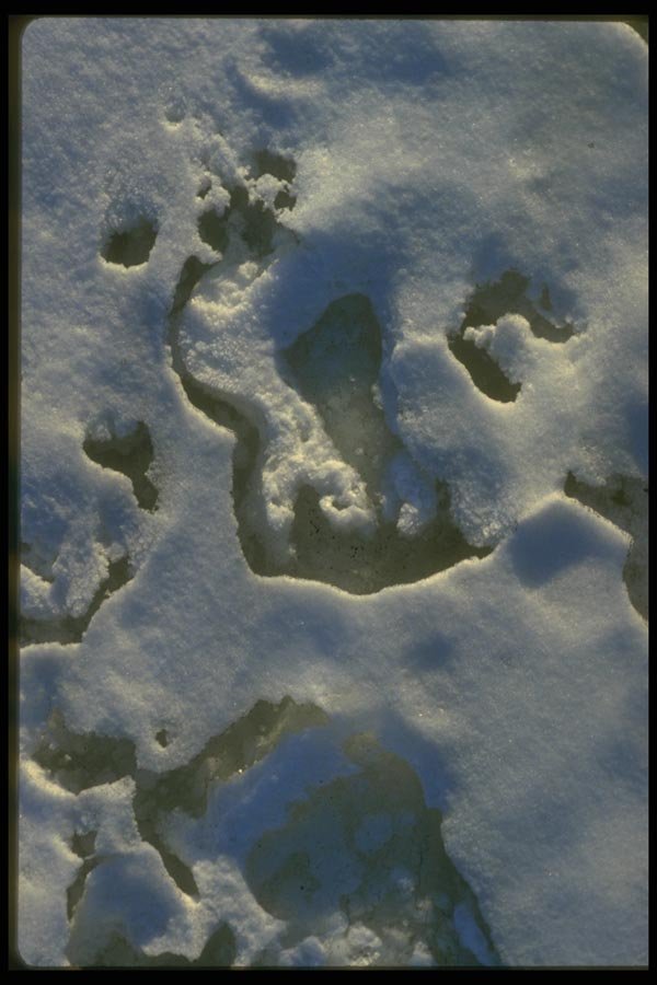 171014 Snow On Ice A4 Photo Print