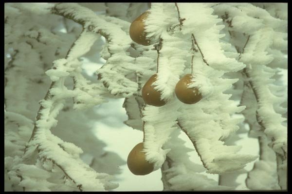 171015 Pears A4 Photo Print