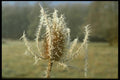 171017 Thistle A4 Photo Print
