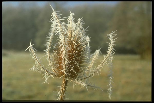 171017 Thistle A4 Photo Print