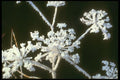 171018 St. Anne's Lace A4 Photo Print