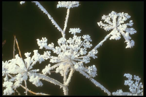 171018 St. Anne's Lace A4 Photo Print
