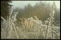 171020 Field Grasses A4 Photo Print
