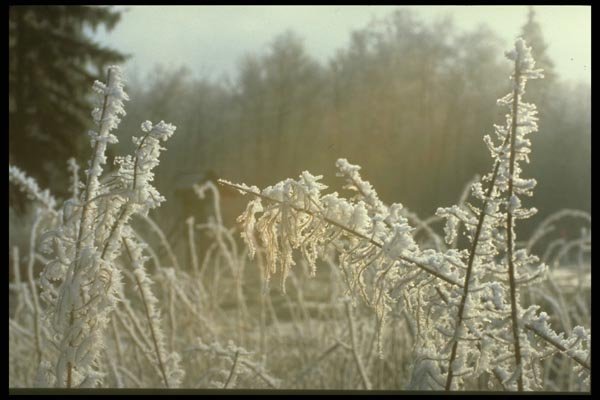 171020 Field Grasses A4 Photo Print