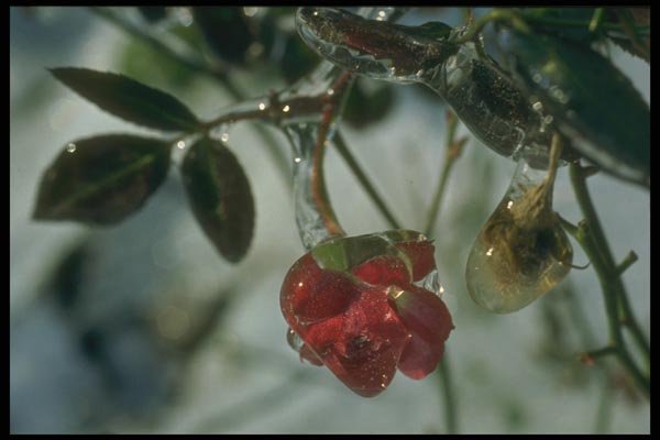 171021 Frozen Berries A4 Photo Print