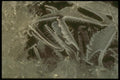 171022 Ice Painting A4 Photo Print