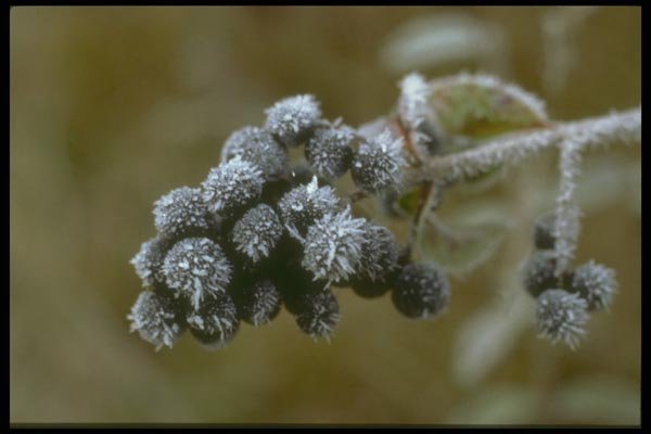171023 Berries A4 Photo Print