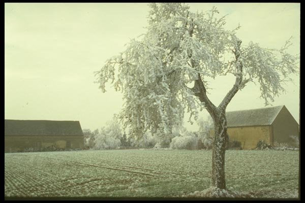 171025 Tree With Barn A4 Photo Print