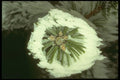 171027 Pine In Snow A4 Photo Print