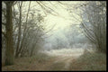 171028 Wintery Lane A4 Photo Print
