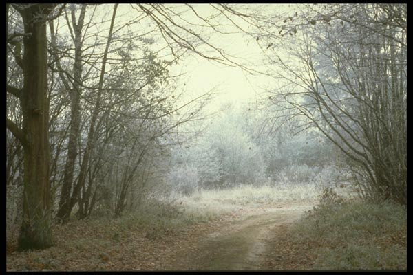 171028 Wintery Lane A4 Photo Print