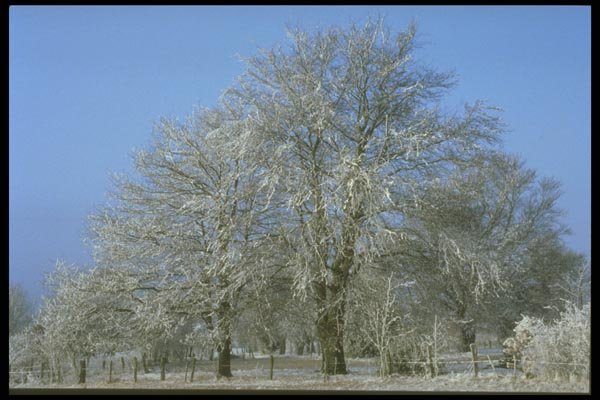 171031 Trees With Fence A4 Photo Print