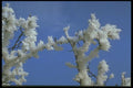 171032 Against A Blue Sky A4 Photo Print