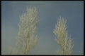 171034 Reaching To The Skies A4 Photo Print