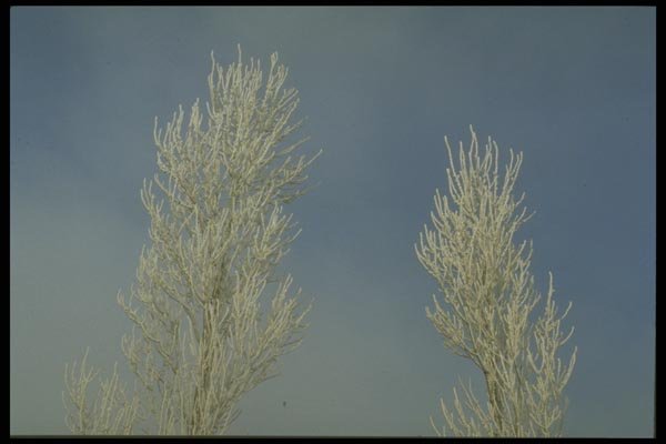 171034 Reaching To The Skies A4 Photo Print