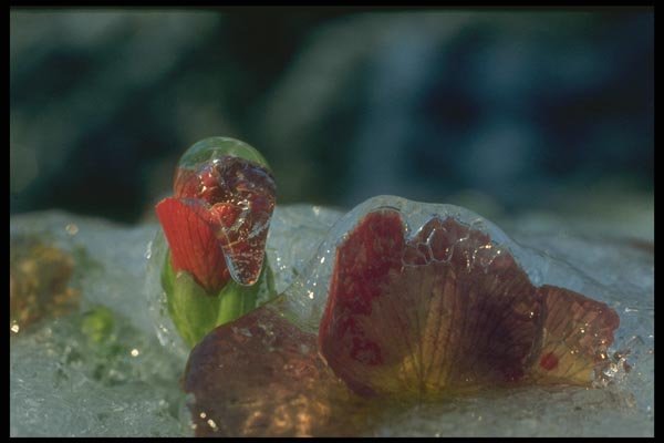 171040 Coated Flowers A4 Photo Print