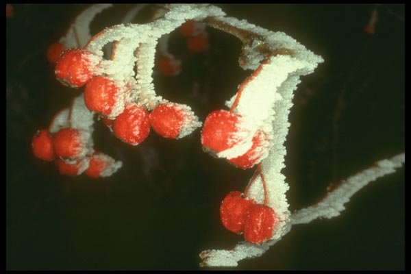 171042 Red Berries A4 Photo Print