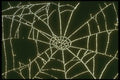 171043 Broken Web A4 Photo Print