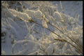 171044 In The Field A4 Photo Print