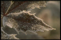 171059 Leaf A4 Photo Print