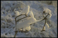 171060 Twigs A4 Photo Print