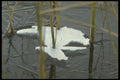 171062 The Pond A4 Photo Print